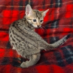 Mau, Bronze Male DOB 5-11-21