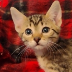 Mau, Bronze Male DOB 5-11-21