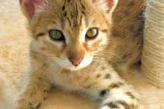 Siri, F-2B Brown Spotted Female Savannah, DOB2/7/18