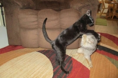 Jet F-2B Savannah Black on Black Male DOB 3/26/18