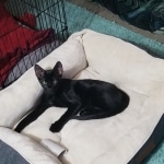 Jet, Savannah, F-2B, Black on Black, Male DOB 3-26-18