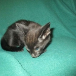 Savannah, F-2B, Black on Black, Male DOB 3-26-18