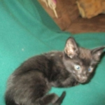 Savannah, F-2B, Black on Black, Male DOB 3-26-18