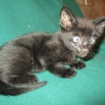 Savannah, F-2B, Black on Black, Male DOB 3-26-18