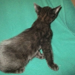 Savannah, F-2B, Black on Black, Male DOB 3-26-18