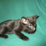 Savannah, F-2B, Black on Black, Male DOB 3-26-18