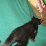 Savannah, F-2B, Black on Black, Male DOB 3-26-18