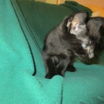 Savannah, F-2B, Black on Black, Male DOB 3-26-18