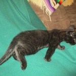 Savannah, F-2B, Black on Black, Male DOB 3-26-18