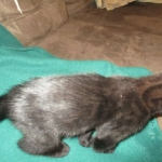 Savannah, F-2B, Black on Black, Male DOB 3-26-18