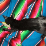 Savannah, F-2B, Black on Black, Male DOB 3-26-18