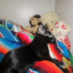 Savannah, F-2B, Black on Black, Male DOB 3-26-18