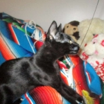 Savannah, F-2B, Black on Black, Male DOB 3-26-18