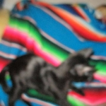 Savannah, F-2B, Black on Black, Male DOB 3-26-18