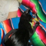 Savannah, F-2B, Black on Black, Male DOB 3-26-18