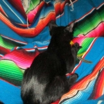 Savannah, F-2B, Black on Black, Male DOB 3-26-18