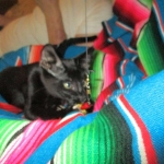 Savannah, F-2B, Black on Black, Male DOB 3-26-18