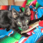 Savannah, F-2B, Black on Black, Male DOB 3-26-18