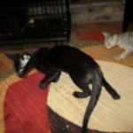 Savannah, F-2B, Black on Black, Male DOB 3-26-18