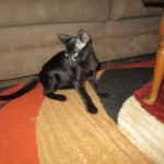 Savannah, F-2B, Black on Black, Male DOB 3-26-18