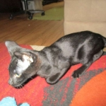 Savannah, F-2B, Black on Black, Male DOB 3-26-18