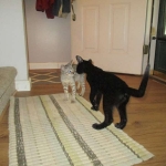 Savannah, F-2B, Black on Black, Male DOB 3-26-18