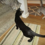 Savannah, F-2B, Black on Black, Male DOB 3-26-18