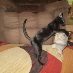 Savannah, F-2B, Black on Black, Male DOB 3-26-18