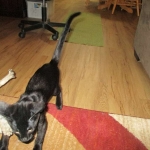 Savannah, F-2B, Black on Black, Male DOB 3-26-18