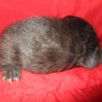 Savannah, F-2B, Black on Black, Male DOB 3-26-18