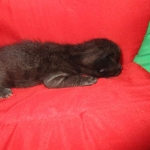 Savannah, F-2B, Black on Black, Male DOB 3-26-18