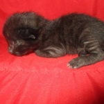 Savannah, F-2B, Black on Black, Male DOB 3-26-18