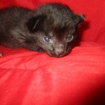 Savannah, F-2B, Black on Black, Male DOB 3-26-18