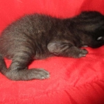 Savannah, F-2B, Black on Black, Male DOB 3-26-18