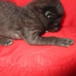 Savannah, F-2B, Black on Black, Male DOB 3-26-18