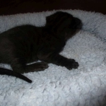 Savannah, F-2B, Black on Black, Male DOB 3-26-18