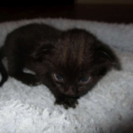 Savannah, F-2B, Black on Black, Male DOB 3-26-18