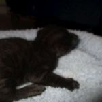 Savannah, F-2B, Black on Black, Male DOB 3-26-18