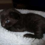 Savannah, F-2B, Black on Black, Male DOB 3-26-18