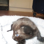 Savannah, F-2B, Black on Black, Male DOB 3-26-18