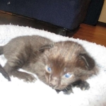 Savannah, F-2B, Black on Black, Male DOB 3-26-18