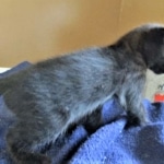 Savannah, F-2B, Black on Black, Male DOB 3-26-18