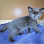 Savannah, F-2B, Black on Black, Male DOB 3-26-18)