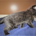 Savannah, F-2B, Black on Black, Male DOB 3-26-18