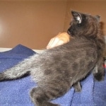 Savannah, F-2B, Black on Black, Male DOB 3-26-18