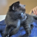 Savannah, F-2B, Black on Black, Male DOB 3-26-18