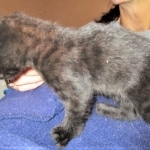 Savannah, F-2B, Black on Black, Male DOB 3-26-18