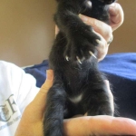 Savannah, F-2B, Black on Black, Male DOB 3-26-18