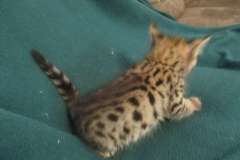 Ziggy, F-2B Savannah Brown Spotted Male #1 DOB 3/26/18