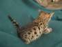 Ziggy, F-2B Savannah Brown Spotted Male #1 DOB 3/26/18